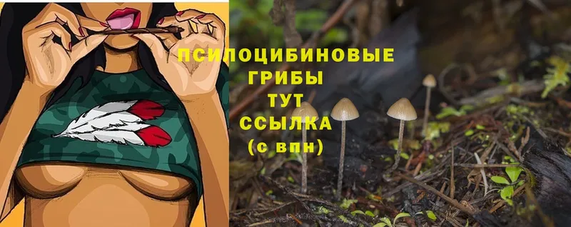 Галлюциногенные грибы Psilocybine cubensis  Городец 